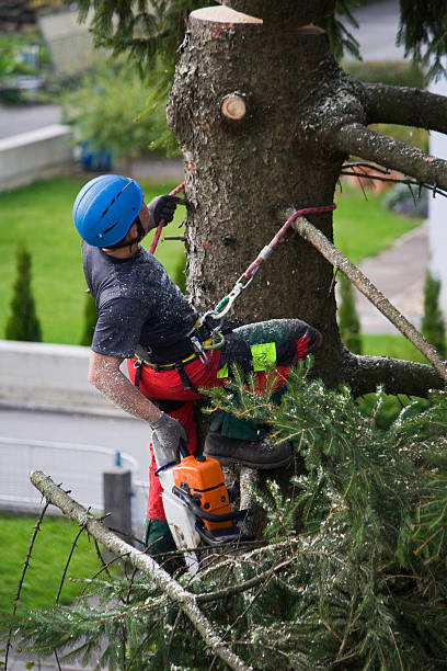 Leaf Removal in Dunkirk, NY